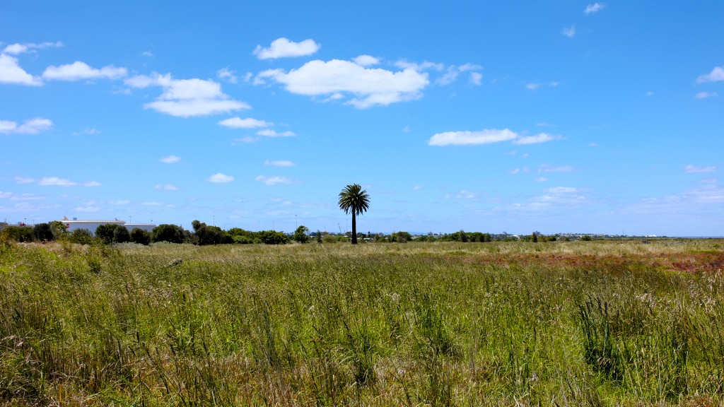 Altona Accounting for a Palm tree out there